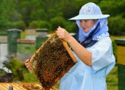 קורס גידול דבורים